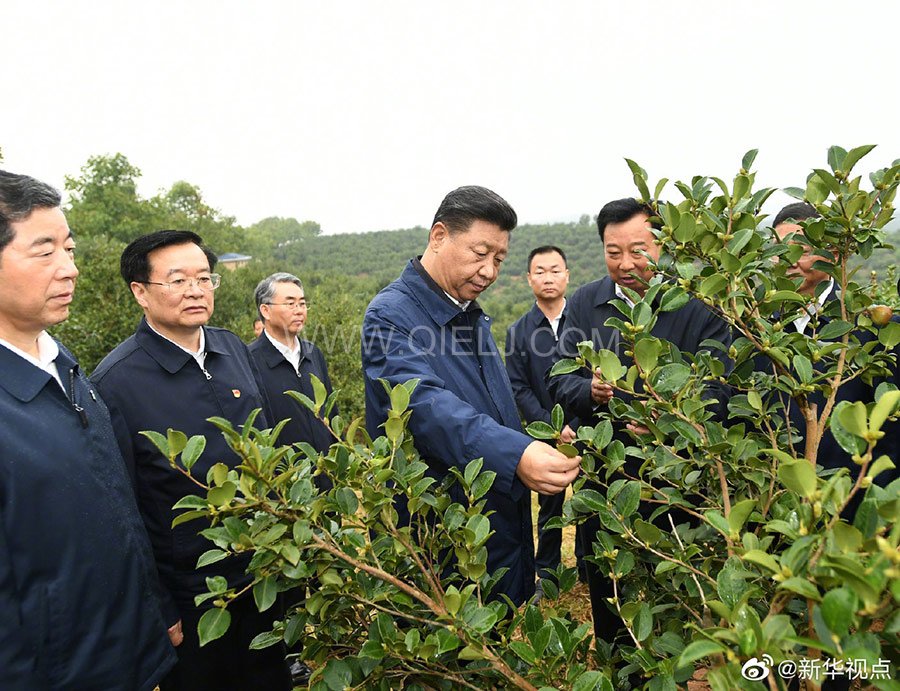 光山油茶籽榨油設(shè)備，山茶籽油榨油機廠家(圖1)